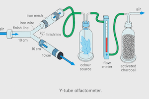 Mosquito Y tube olfactometer